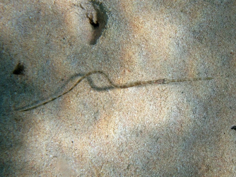 Fistularia commersonii (Rppell, 1838) - specie lessepsiana